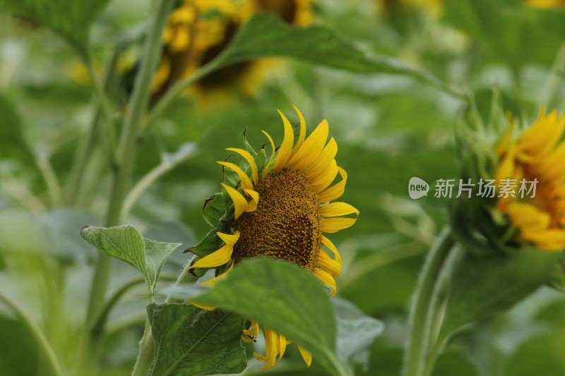 大片向日葵花田绿叶黄花生机勃勃