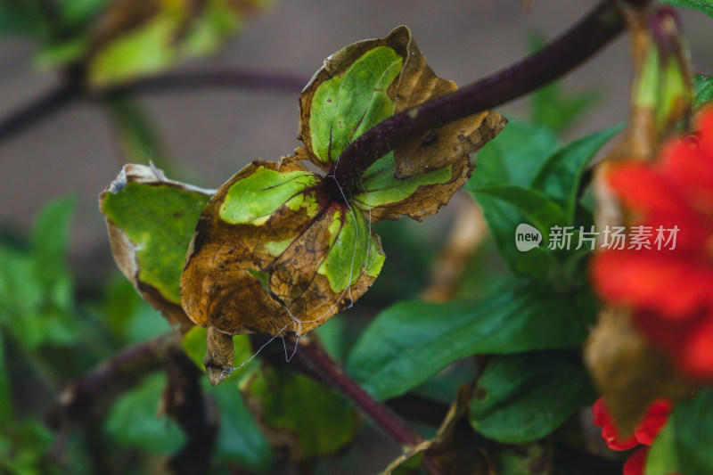 雨后的月季花丛