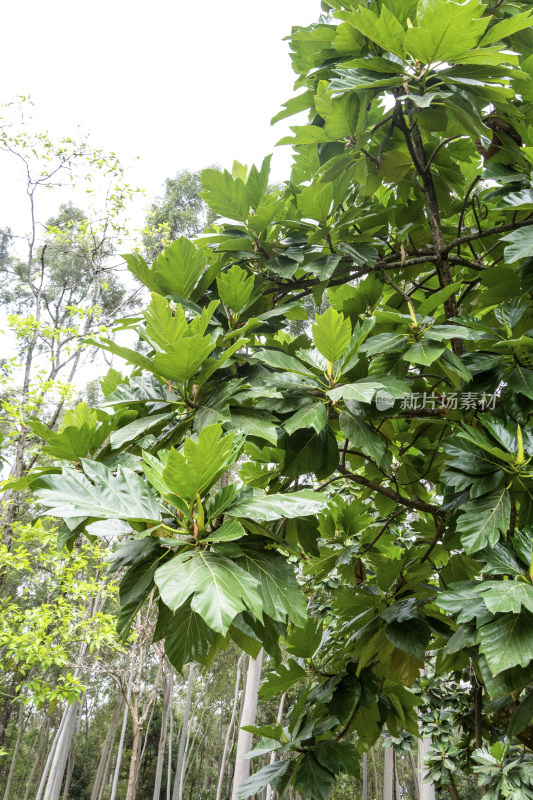 枝繁叶茂的面包树