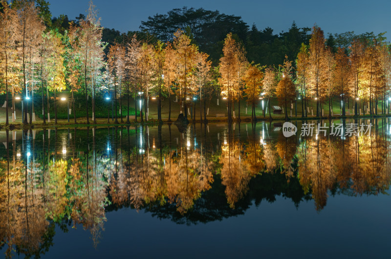 佛山千灯湖南海活水公园落羽杉红叶夜景灯光