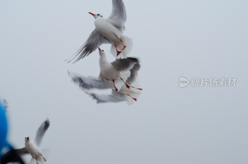 天在空中几只向上飞翔的海鸥