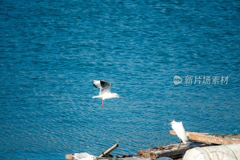 山东青岛积米崖港红嘴鸥