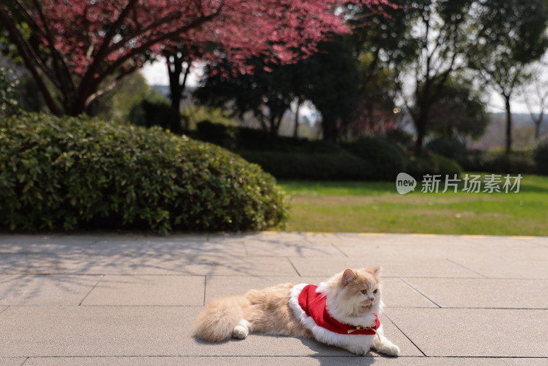 一只在红色梅花树下的乳白英国长毛猫