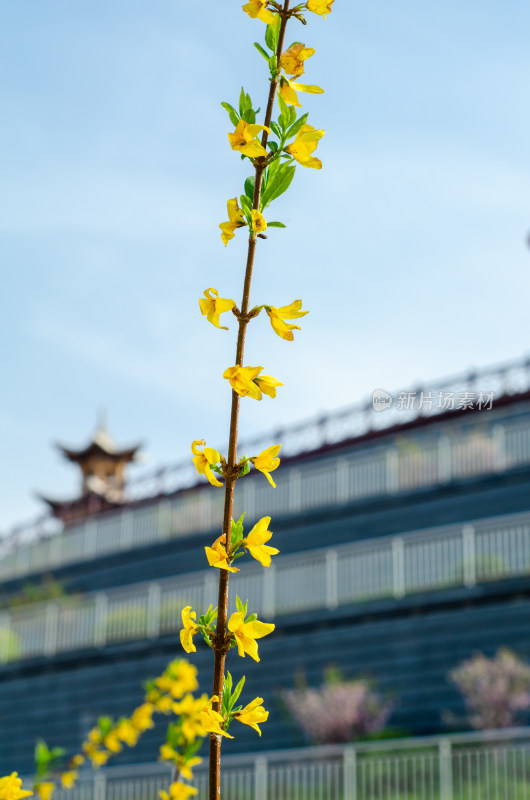 春天盛开的一枝迎春花特写