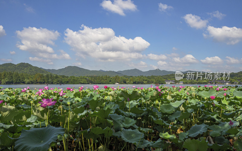 浙江省杭州市西湖景区