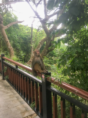 海南三亚鹿回头山顶公园里的猴子