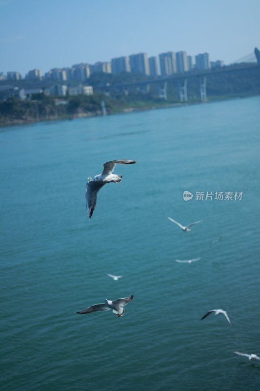 飞翔的海鸥场景