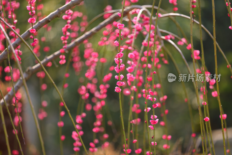 杭州植物园盆摘园的梅花