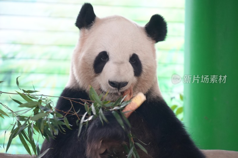 大熊猫坐卧进食竹子