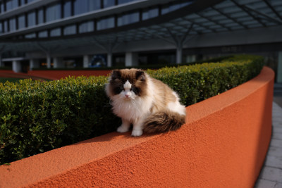 布偶猫坐在户外的特写镜头