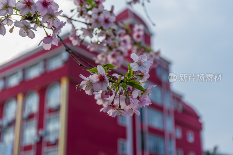 红色建筑旁盛开的樱花