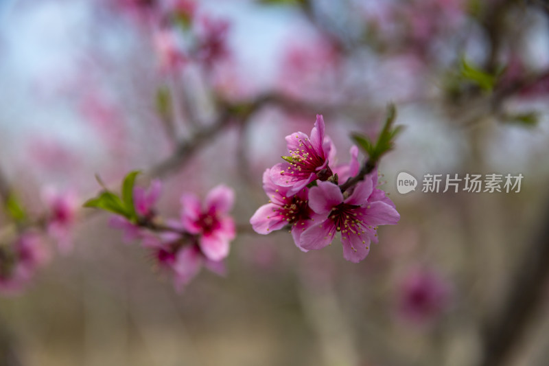 桃树种植花卉桃花素材