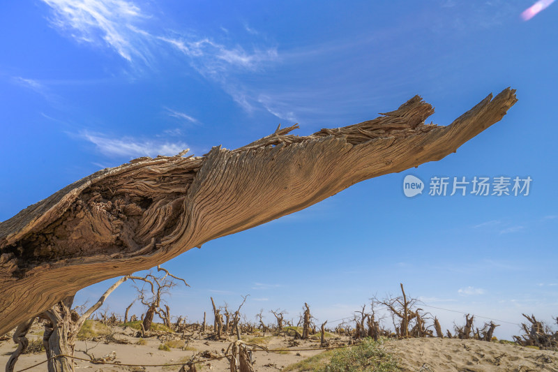 黑城弱水胡杨风景区，怪树林