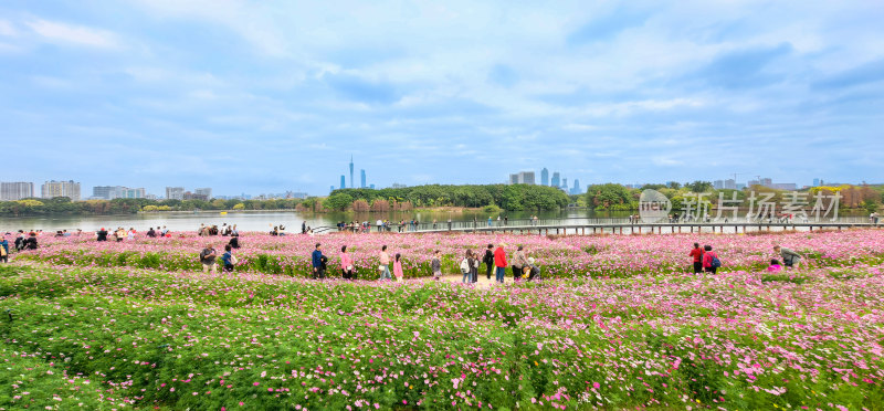 广州市海珠湖公园内盛开的格桑花