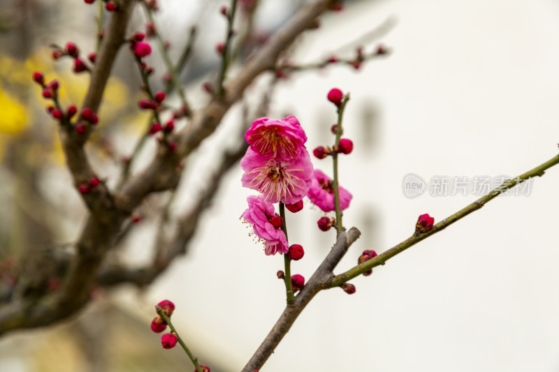 腊梅花开