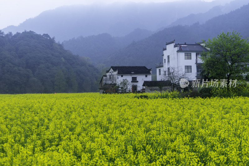 婺源油菜花田