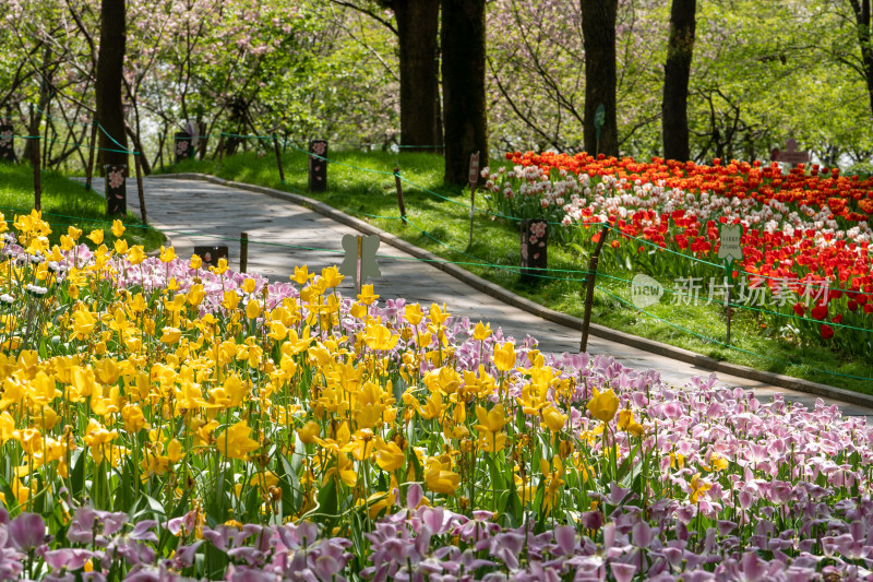 武汉东湖樱园的郁金香花海