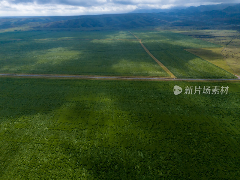 一望无际绿色草原蓝天白云航拍图