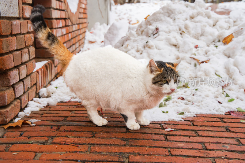 户外猫冬季雪堆地面墙角