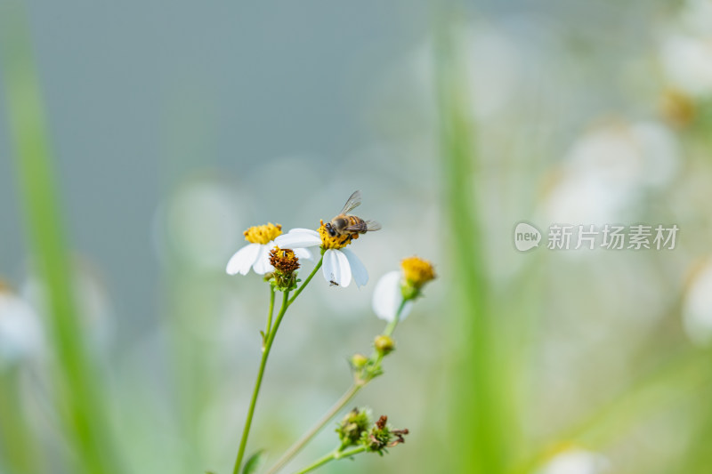 白花鬼针草