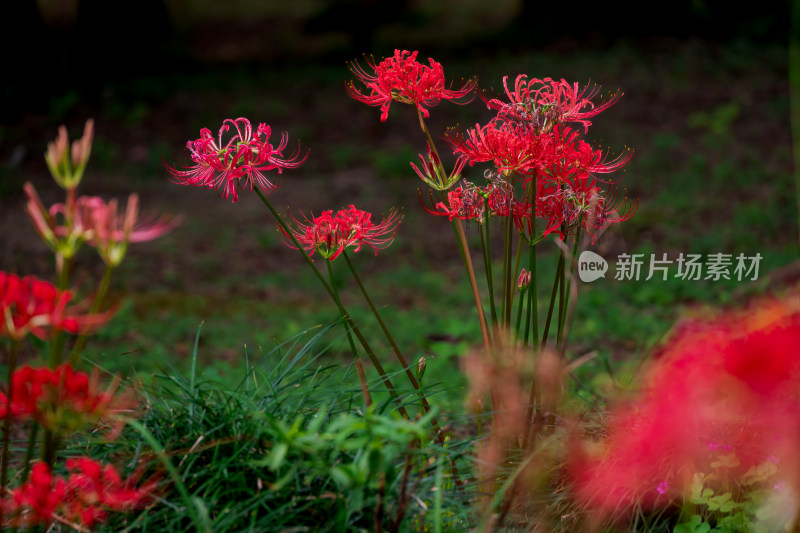 草丛中，盛开的彼岸花特写