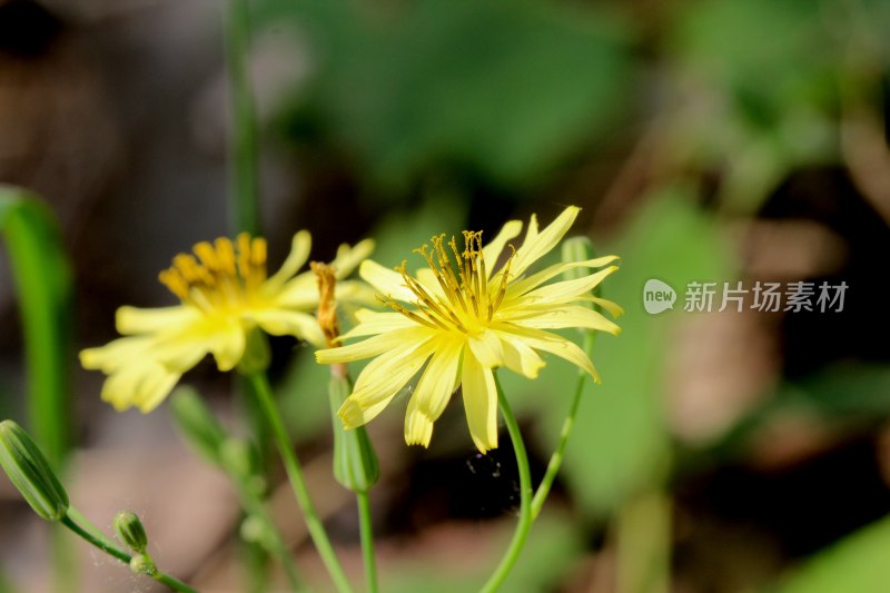 野生苦菜开花