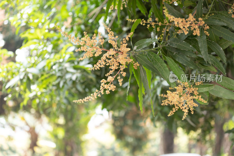 春天芒果花