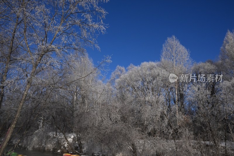 蓝天下被雪覆盖的树林景象