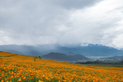 山间大片万寿菊花田远景自然风景