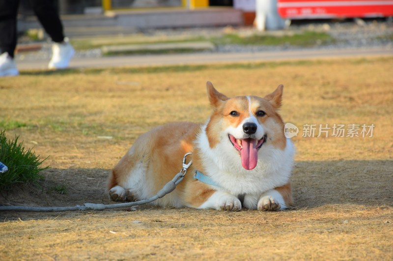 草地湖畔的柯基犬