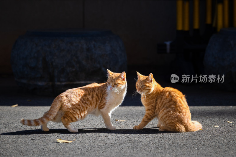 地面上两只橘色小猫的可爱模样、橘猫