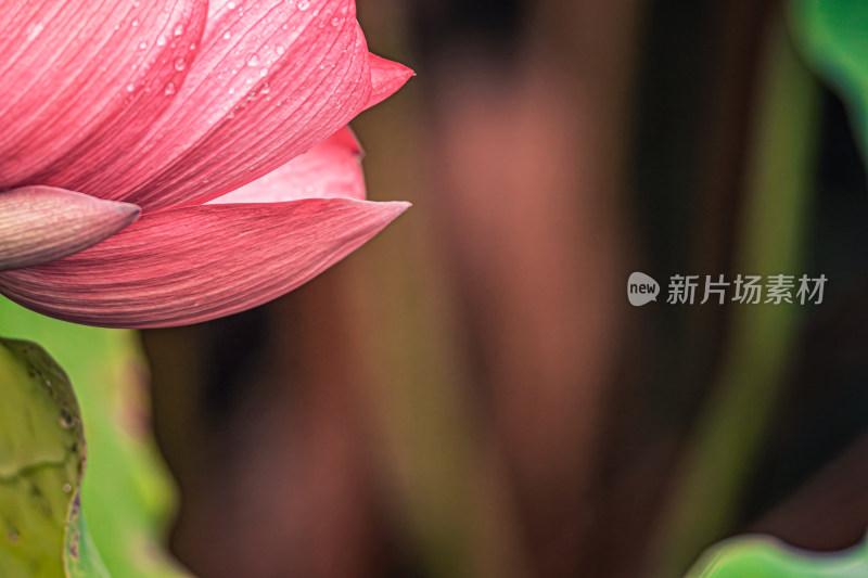 雨后荷花上的水珠