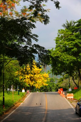 绿树环绕的宁静道路