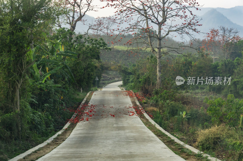 昌江木棉花稻田风景