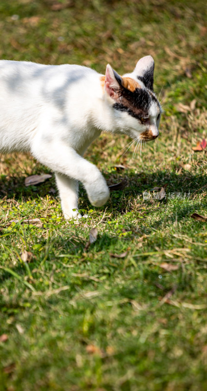 草地上的三色花猫