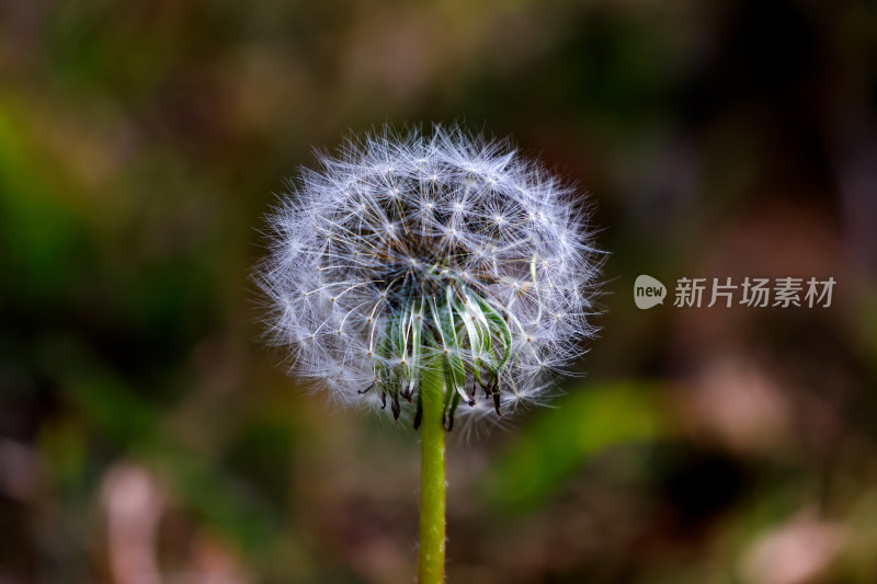 一朵含苞待放的蒲公英|顽强生命