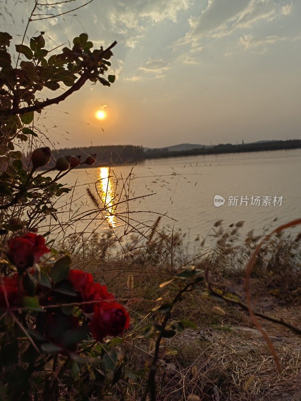 湖边夕阳下的玫瑰与水波粼粼的湖面