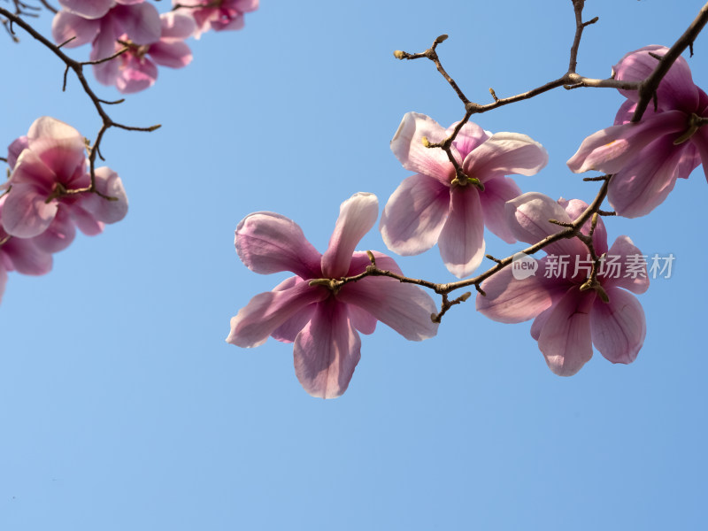 春天蓝色天空下粉红色玉兰花盛开自然风景