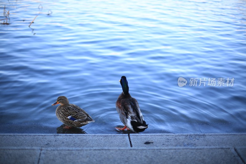 水边两只鸭子静立