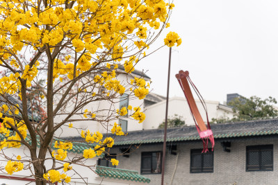 广州光孝寺黄花风铃木