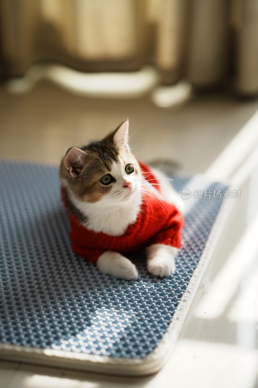 家里穿的衣服的小奶猫