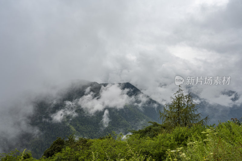 四川四姑娘山双桥沟自然风景