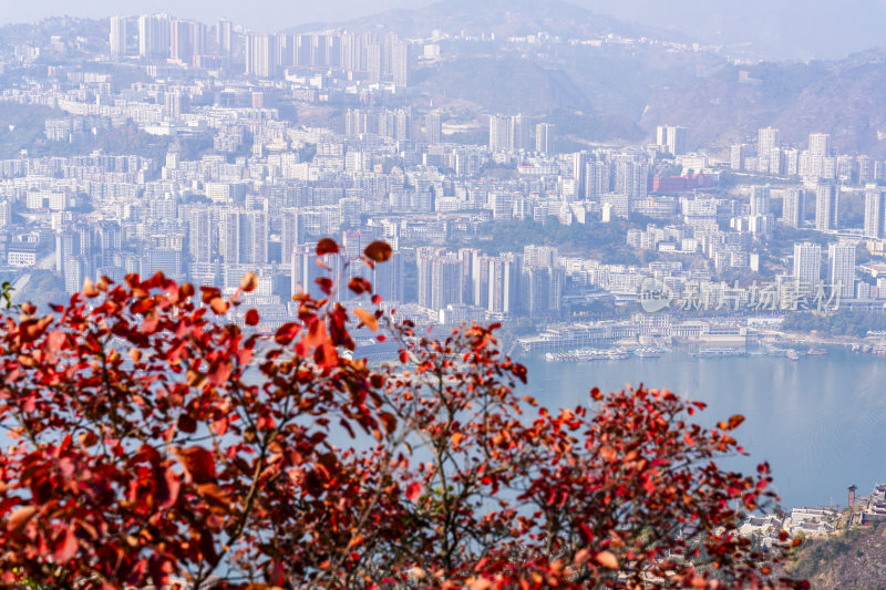 秋日红叶掩映下的重庆巫山城市全景