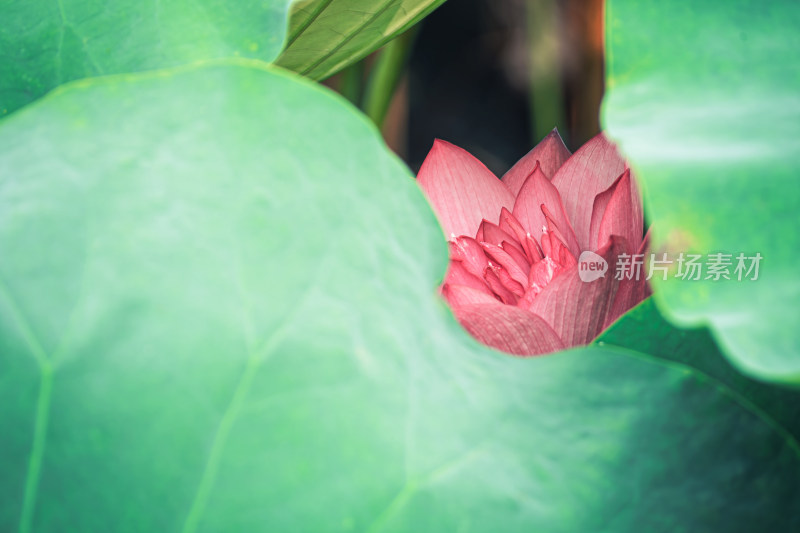 夏天池塘里的荷花