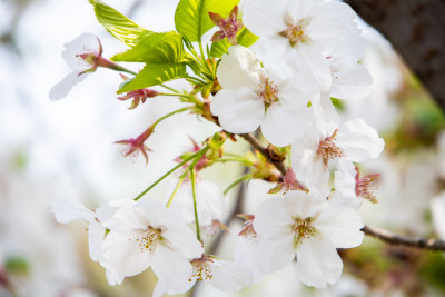 春天枝头绽放的白色樱花东京樱花