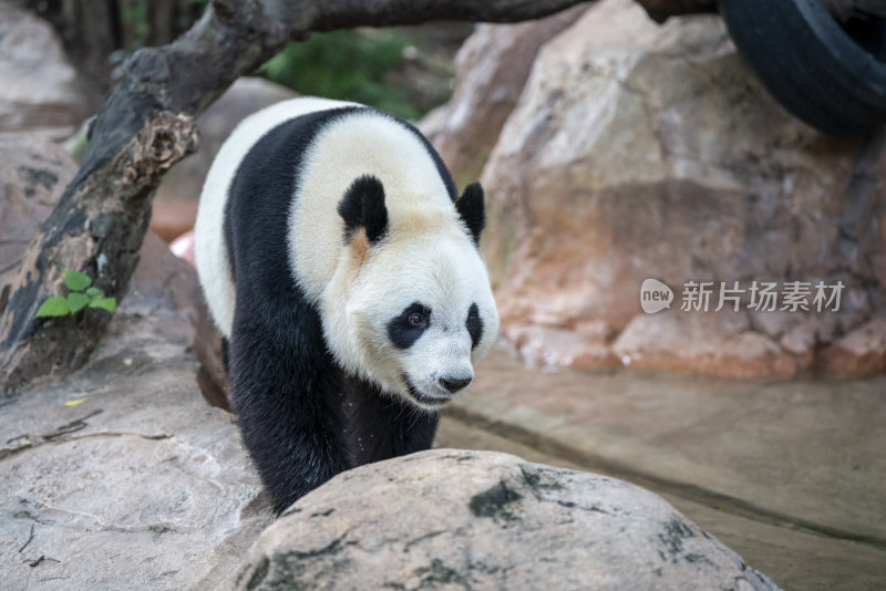 野生动物园里的大熊猫