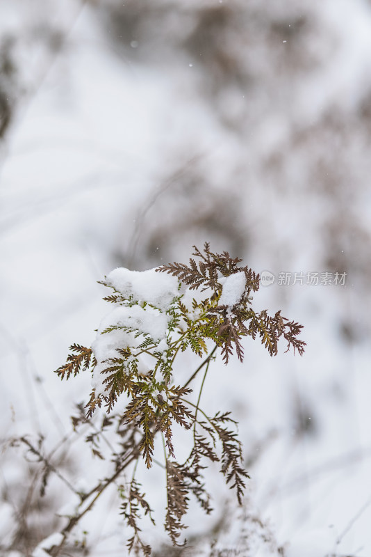 冬季户外白雪覆盖的野草