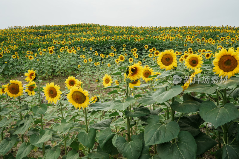 北京温榆河公园向日葵花田