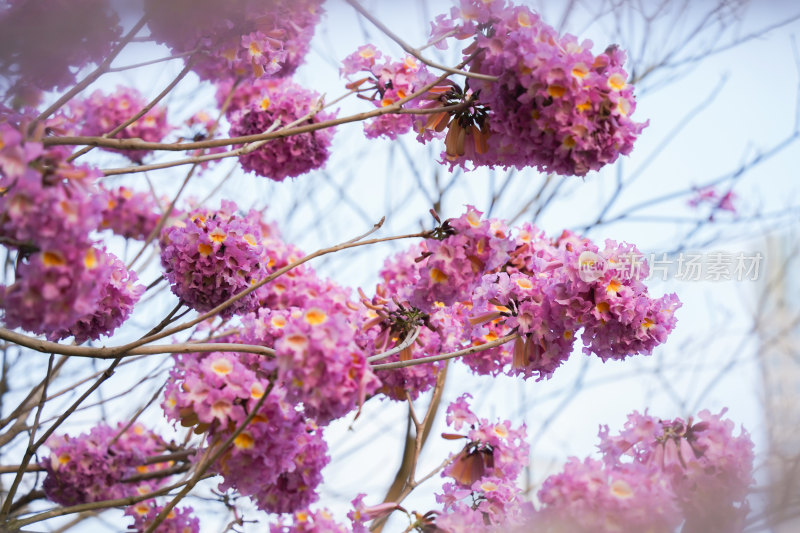 紫风铃花