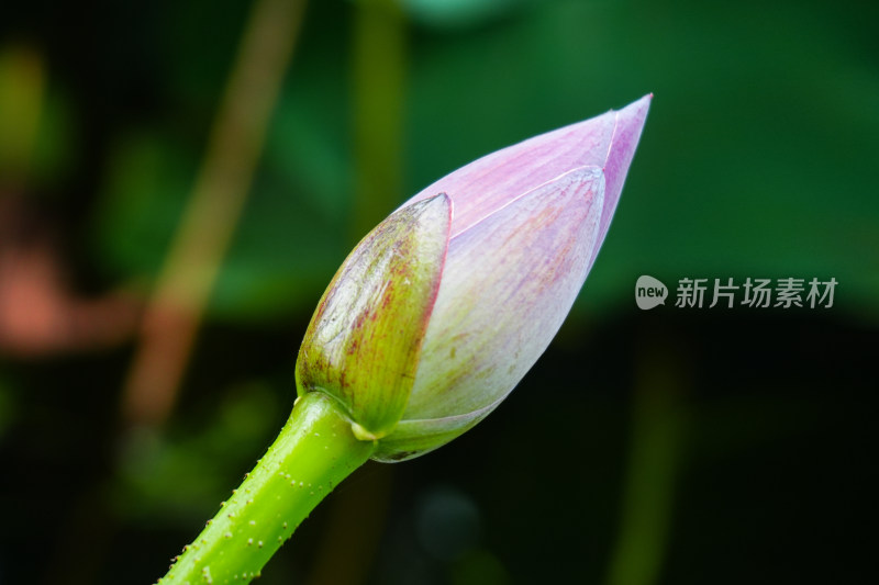 夏天含苞待放的荷花花苞